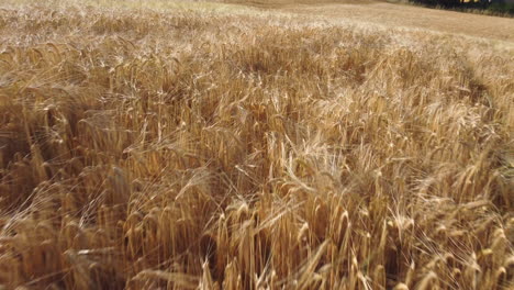 Golden-yellow-wheat-field-organic-agriculture-cultivation