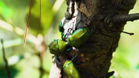 beetle-looking-insect-called-Euphoria-Fulgida-on-a-tree-in-Vietnamese-jungle