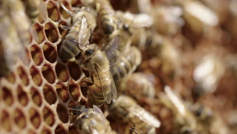 BEEKEEPING---Worker-bees-around-honeycombs-of-a-beehive,-close-up