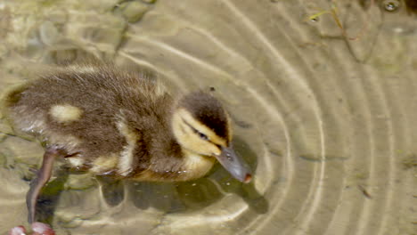 Close-up-of-cute-little-duck-swimming-in-clear-water-of-lake-in-summertime---4k-slow-motion-shot