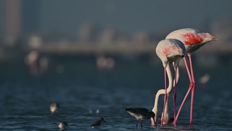 Winterzugvögel-Größere-Flamingos,-Die-Bei-Ebbe-In-Den-Seichten-Meeresgewässern-Mit-Stadthintergrund-Wandern---Bahrain
