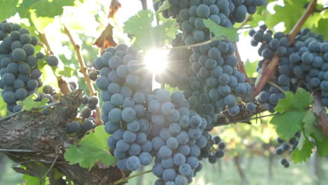 Red-ripe-vine-grapes-in-vineyard