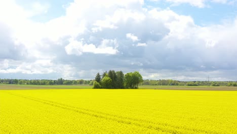 Tilt-up-reveal-shot-from-the-details-rapeseed-plants-in-summer-up-to-the-wide-of-the-field-with-clouds-at-the-horizon-and-a-green-group-of-trees