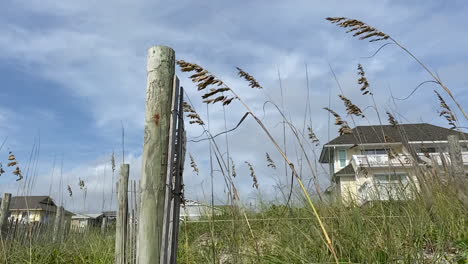 Grasses-Sway-On-A-Windy-Day-At-Wrightsville-Beach-Town-In-North-Carolina