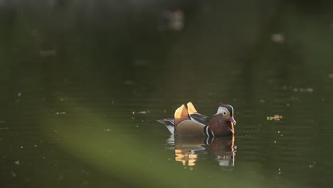 Beautiful-Mandarin-duck-on-a-lake-at-sunset-in-slow-motion