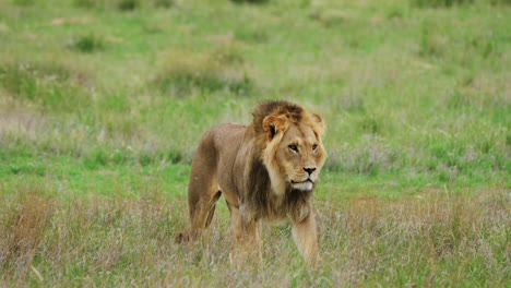Lion-Walking-In-The-Field-Alone-In-Central-Kalahari-National-Park---medium-shot