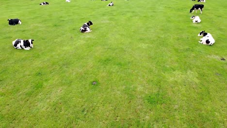 Forward-moving-drone-shot-of-cows-on-a-big-grass-field