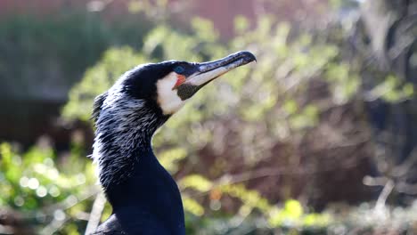Close-up:-Head-of-Wild-Cormorant-outdoors-in-nature-during-sunny-day---slow-motion