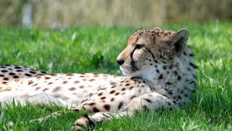 Close-up-cheetah-resting-layed-on-the-grass,-wild-life