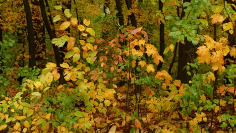 Colorful-wet-humid-lush-leaves-during-autumn-in-forest