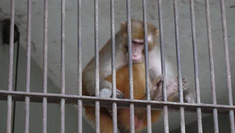 Rhesus-Macaque-Resting-Near-Behind-Metal-Bars-Of-Enclosure