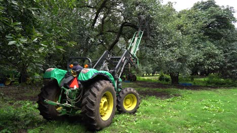A-big-green-tractor-waiting-in-avocado-filed,-while-holding-a-worker-cutting-avocados-from-tree