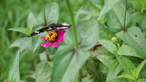Schmetterling-Thront-Auf-Einer-Roten-Blume-Vor-Einem-Hintergrund-Aus-Büschen