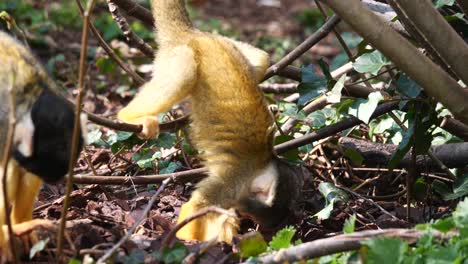 Cute-baby-Saimiri-Monkey-climbing-on-branches-of-bush-and-searching-food-in-forest