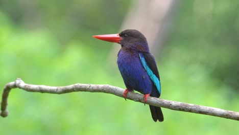 a-beautiful-javan-kingfisher-with-sharp-eyes-monitoring-the-surrounding-atmosphere