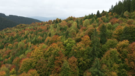 Luftaufnahme-Des-Farbenfrohen-Herbstwaldes-Und-Der-Wüstenstraße-–-Blick-Nach-Vorne