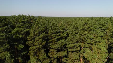 Aerial-view-of-evergreen-natural-unpolluted-pine-tree-woodland-forest-in-Poland-countryside,-Kashubian-Lake-district