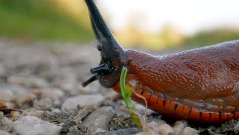 Extreme-macro-shot-of-crawling-wild-red-slug-on-pebbly-ground-in-nature---Focus-shot-of-Black-Antenna-and-Eyes-and-brown-red-body