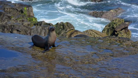 Einsame-Kalifornische-Seelöwen-Auf-Felsen-In-La-Jolla,-Kalifornien,-Mit-Tosenden-Meereswellen
