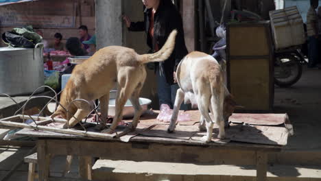 two-stray-dogs-eating-leftovers-from-a-street-food-stall,-Vietnam