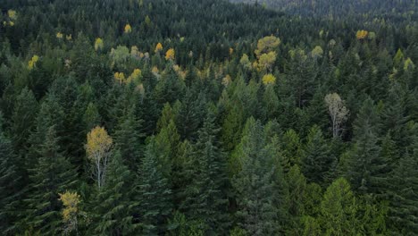 Long-4k-aerial-video-of-British-columbian-forests-near-Nelson,-Canada