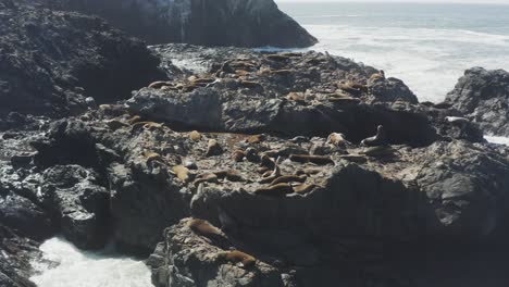 Crashing-waves-surround-seals-on-ocean-rocks-in-the-Pacific-ocean,-Oregon