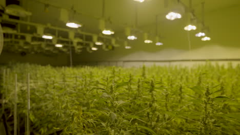 Schwenk-über-Hohe-Cannabispflanzen,-Die-In-Einer-Professionellen-Baumschule-Wachsen