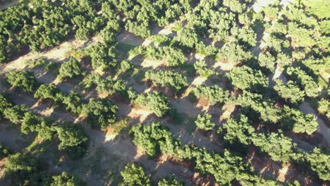 Aerial-orbit-of-harvester-tractors-between-waru-waru-avocado-plantations-in-a-farm-field-on-a-sunny-day