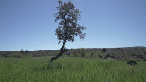 árbol-Joven-En-El-Prado-Verde-Bajo-Un-Cielo-Azul-Claro