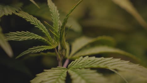Marihuana-Cannabis-DIY-Heimanbau-Für-CBD,-THC,-Essbare-Blumenzucht,-Vegetativer-Zustand,-Statische-Nahaufnahme,-Wehender-Wind-Stabilisiert