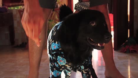Ein-Süßer-Schwarzer-Hund,-Der-Ein-Poloshirt-Mit-Blumendruck-Trägt-Und-Für-Die-Kamera-Posiert