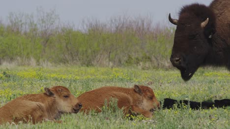 Bison-calves-resting-in-a-prairie