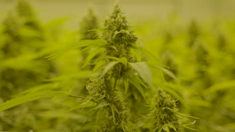 Zeitlupenwagen-Der-Spitze-Einer-Cannabispflanze,-Der-Sich-Langsam-Im-Wind-Bewegt