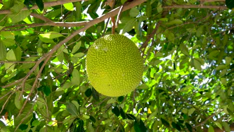 Große-Exotische,-Stachelige-Jackfrucht-Brotfrucht,-Die-Auf-Einem-Baum-Im-Tropischen-Garten-In-Südostasien-Wächst