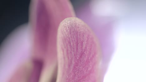 Macro-Close-Up-Shot-On-Purple-Orchid-Flower-Petal-Grain-And-Venules