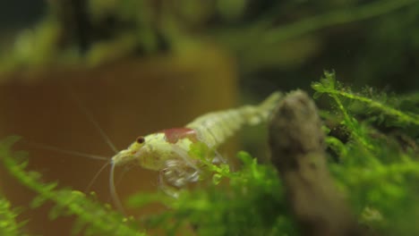 Crystal-Red-Shrimp-walks-among-the-moss-to-find-food