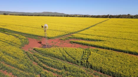 Aerial-pullback-From-steel-windmill-revealing-endless-Rapeseed-flowers-Field,-Australia