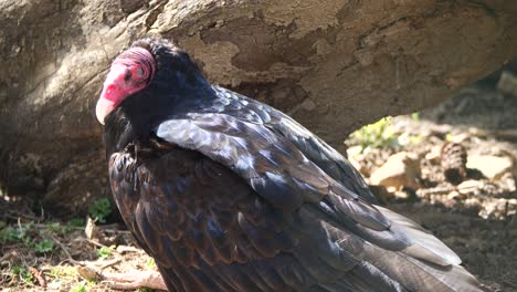 Close-up-shot-of-wild-Vulture-John-crow-resting-outdoors-in-nature-during-sunny-day