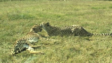 Leopardenpaar-Leckt-Und-Pflegt-Sich-Liebevoll