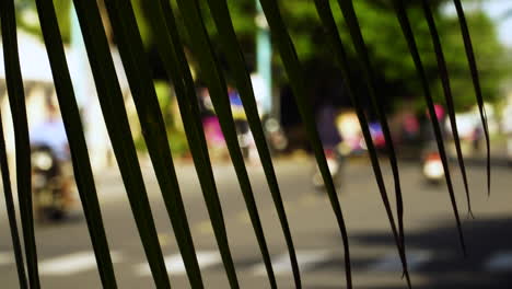 Shallow-focus-shot-from-behind-palm-frond-of-commuters-on-motorcycles,-street-activity