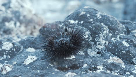Inspecting-sea-urchin-on-rock-by-shoreline