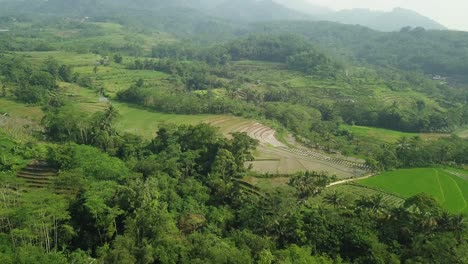 aerial-drone-view-of-terraced-rice-fields-with-a-hillside-background,-characteristic-of-the-agricultural-industry-in-Asia,-tropical-country-video,-shoot-from-Tonoboyo-village-Bandongan,-Magelang