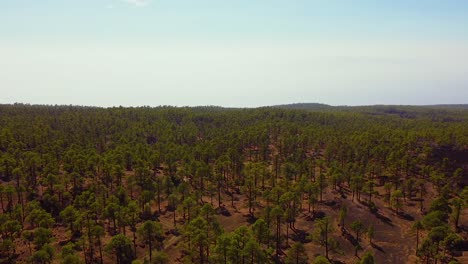 Forestry-landscape-of-Tenerife-island,-aerial-pan-left-view