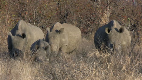 Calf-and-White-Rhino-Hers-Walking-Between-Tress-on-Grass-of-African-Savanna