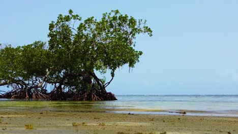 Isolierte-Mangrovenlandschaft-An-Einem-Strand-Mit-Klarem-Himmel-Im-Hintergrund