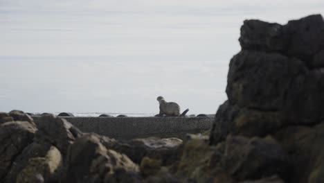 Single-lazy-sea-lion,-lying-on-rocks-beside-seashore