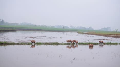 Wide-shot-of-ducks-grazing-on-looking-for-food-in-flooded-agricultural-fields-after-stormy-and-rainy-night
