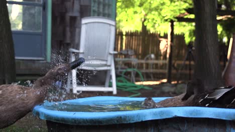 three-black-ducks-washing-themselves-in-a-bucket-of-water-and-cleaning-feathers,-video-of-poultry-bathing,-slow-motion-ducks-playing-in-the-backyard