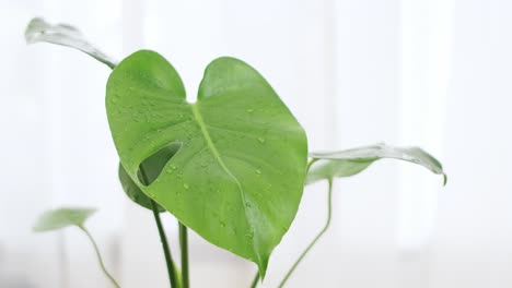Monstera-or-Swiss-cheese-plant-tropical-green-leaf-exotic-in-a-flower-pot-on-the-table-with-white-curtain-background