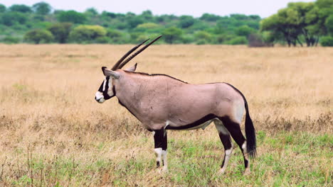 Gemsbok-Standing-On-Savannah-In-Central-Kalahari-Game-Reserve,-Botswana,-South-Africa
